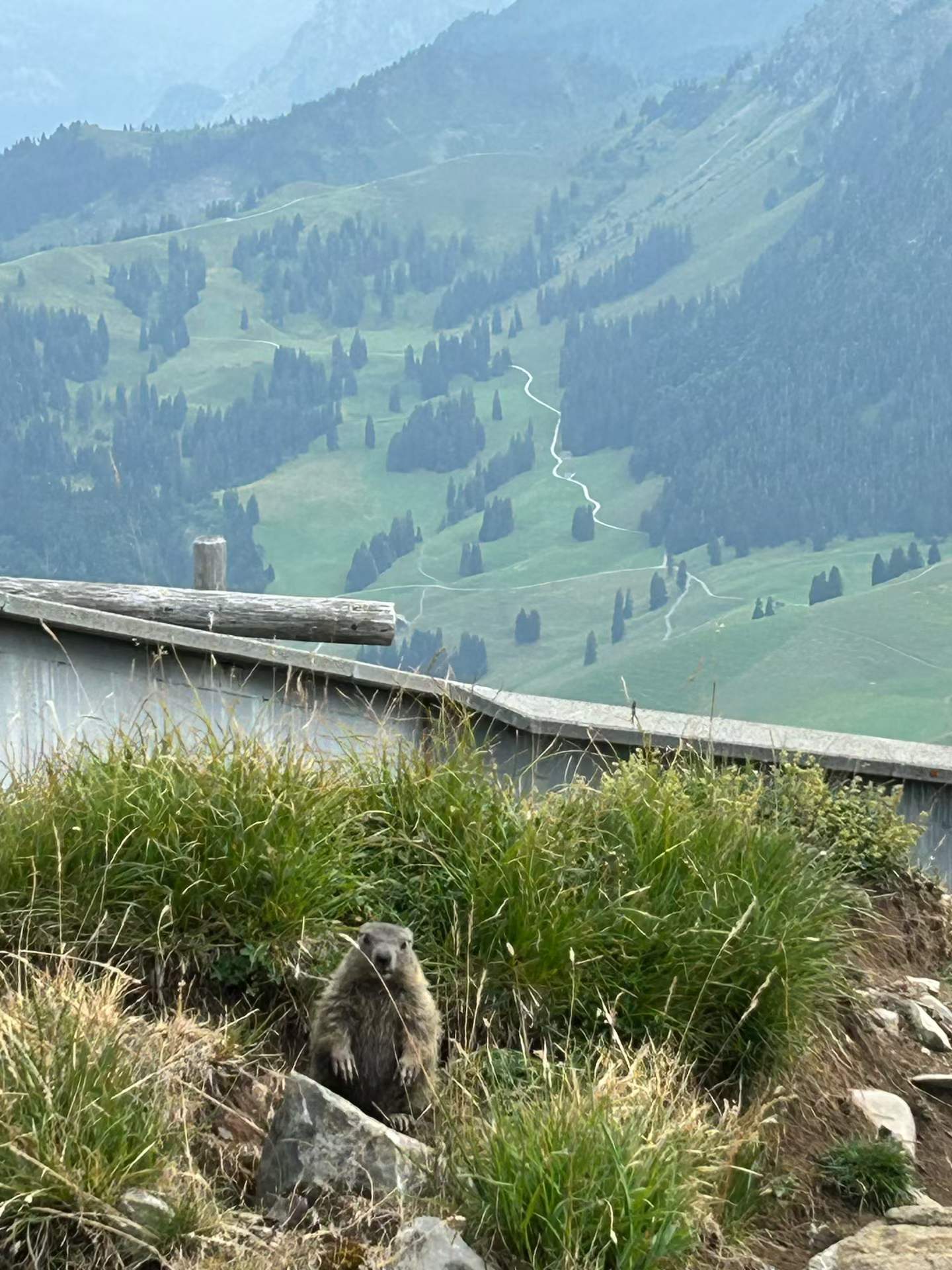 一只土拨鼠站在山间草石之间，身后是木栏和蜿蜒山路。